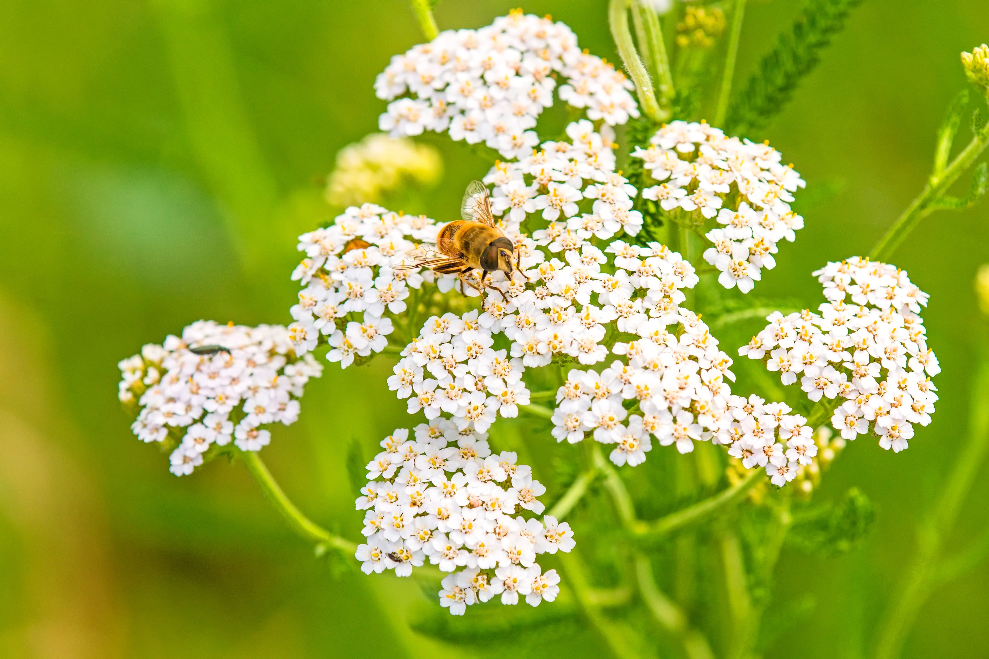 The Nurturing Magic of Yarrow at www.toria.ie