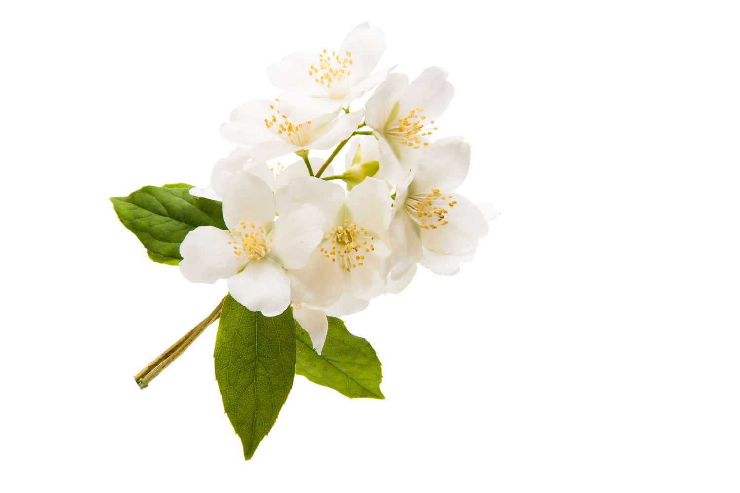 Unlock the Captivating Secrets of Jasmine Immerse yourself in the enchanting world of jasmine as we delve into its transformative powers.  Read