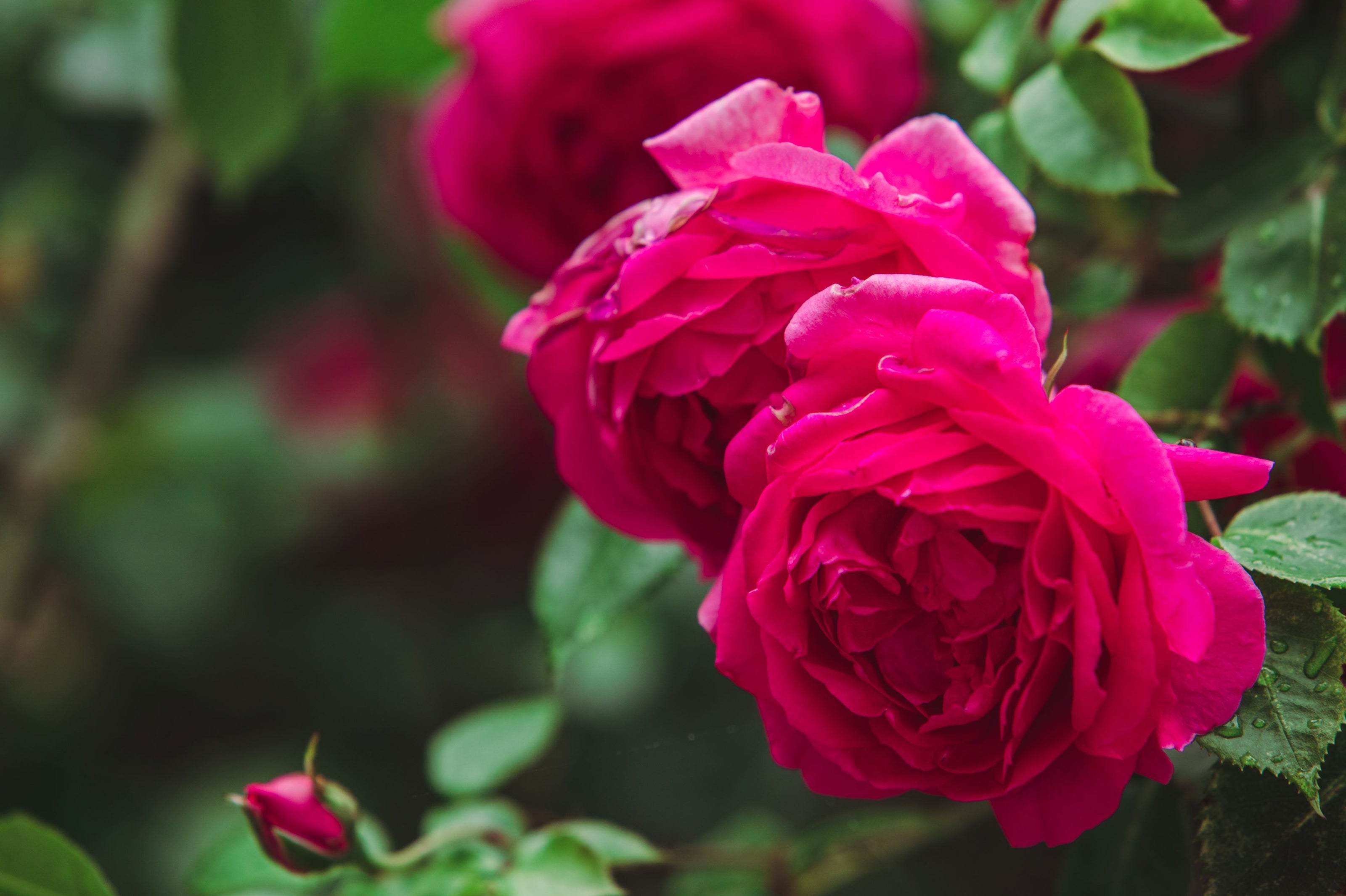Unveiling the Beauty of Roses at www.toria.ie